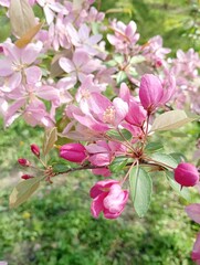 spring beautiful blossom decorative apple tree.