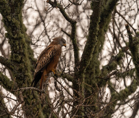 Red kite perching in a tree in the forest