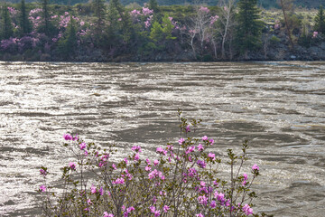 Altai Spring landscape with Rhododendron dauricum with flowers over river Katun