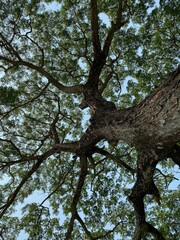 Rain tree against blue sky