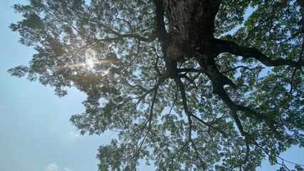 Rain tree against blue sky