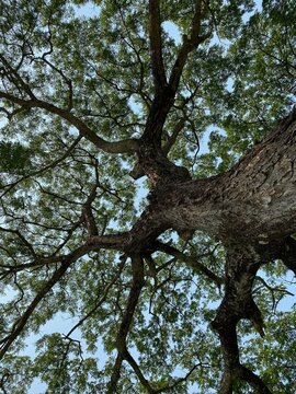 Rain tree against blue sky