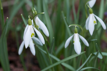 Fototapeta premium snowdrop flowers