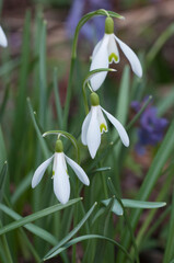 snowdrop flowers