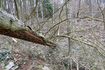 FU 2023-02-20 HennMerten 155 Äste am Stamm eines umgestürzten Baumes