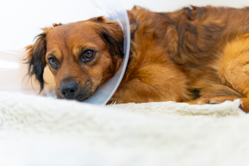 A dog with a cone collar, elizabethan collar on its head laying on a white blanket. sad face with tears