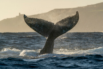 humpback whale tail slapping in Cabo San Lucas pacific ocean baja california sur mexico at sunset