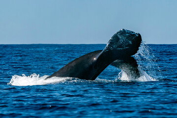 damaged tail humpback whale in pacific ocean baja california sur mexico