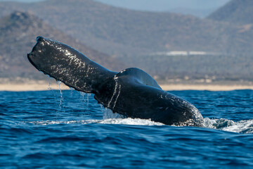 damaged tail humpback whale in pacific ocean baja california sur mexico