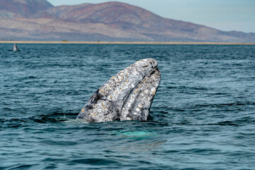grey whale spy hopping in magdalene bay baja california sur mexico