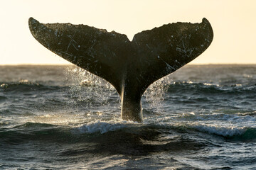 humpback whale tail slapping in Cabo San Lucas pacific ocean baja california sur mexico at sunset - obrazy, fototapety, plakaty