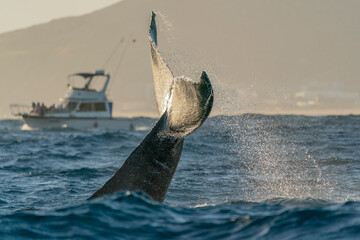 humpback whale tail slapping in Cabo San Lucas pacific ocean baja california sur mexico at sunset