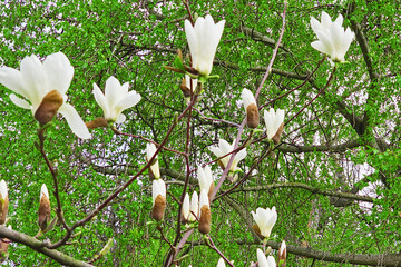 Blooming magnolia tree with beautiful white flowers in the spring