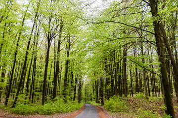 Beautiful spring forest landscape, fresh green leaves on trees, spring in deciduous forest. - 786240347