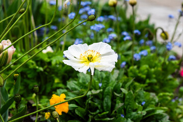 Poppy flower growing in a garden in spring. - 786240383