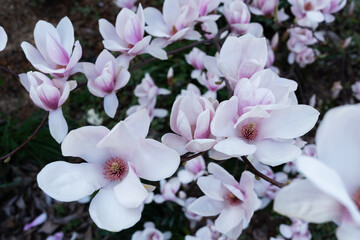Fototapeta na wymiar Pink beautiful magnolea in a spring garden