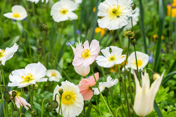 Spring flowers, tulips, poppies, daffodils growing in a garden in a flower meadow.