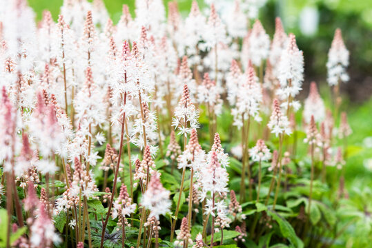 Tiarella pink skyrocket blooming in the garden in spring.