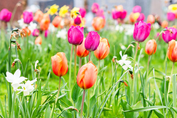 Tulip growing in the garden in a flower meadow during spring. - 786241544