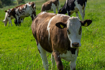 Cattle on pasture