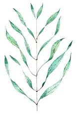 eucalyptus branch drawn in watercolor for cards, holiday decoration