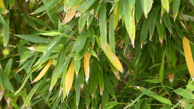 Phyllostachys aurea in Bambuseae tribe