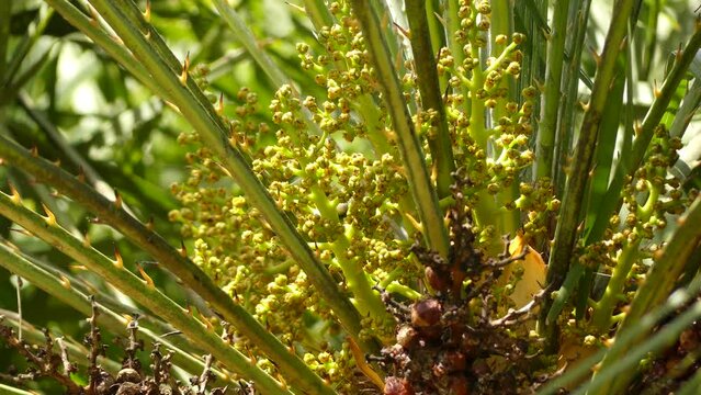 Chamaerops is a genus of flowering plants in the palm family Arecaceae. Only currently fully accepted species is Chamaerops humilis, variously called European fan palm, or Mediterranean dwarf palm.