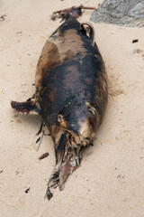 Dead porpoise on a beach on the Atlantic Ocean in France.