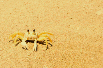 crab on sand on Shangri-lá beach, in Pontal do Paraná - Brazil