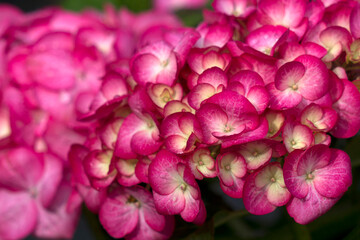 pink hortensia flowers in a garden - close up - 786244970