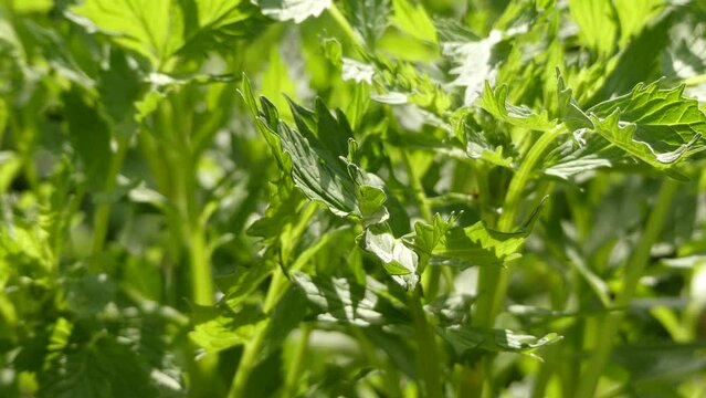 Lovage, Levisticum officinale, is a tall perennial plant, the sole species in the genus Levisticum in the family Apiaceae, subfamily Apioideae, tribe Apieae.