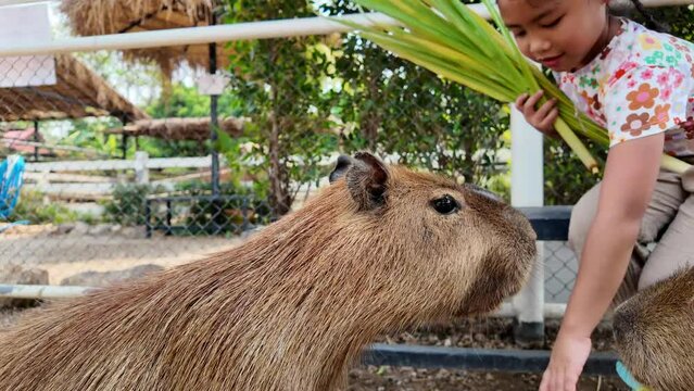Small child feeding grass to capybara outdoor.