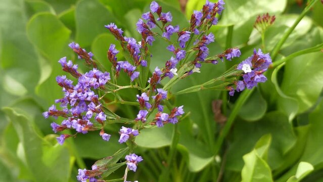 Limonium sventenii, Limonium is a genus of 120 flower species. Members are also known as sea-lavender, statice, or marsh-rosemary.