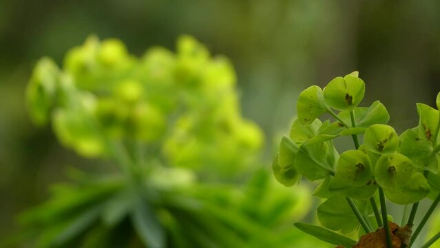 Euphorbia bourgeana (lambii), also sometimes called the Tree Euphorbia, is a species of spurge native to La Gomera in the Canary Islands.