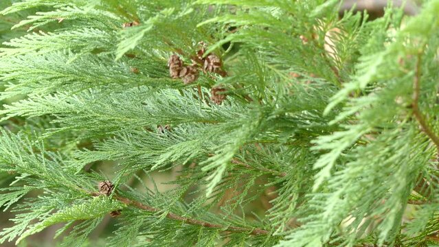 Chamaecyparis lawsoniana, known as Port Orford cedar or Lawson cypress, is species of conifer in genus Chamaecyparis, family Cupressaceae. It is native to Oregon and northwestern California.