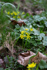 flowers in the forest