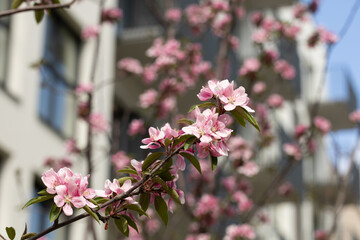 Flowering trees in the city cherry blossom