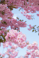 Flowering trees in the city cherry blossom