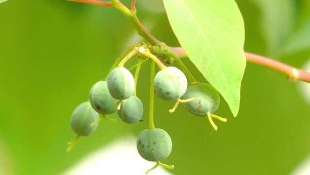 Homalanthus populifolius, bleeding heart