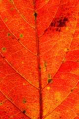 Orange macro leaf texture,Macro on Autumn Foliage
