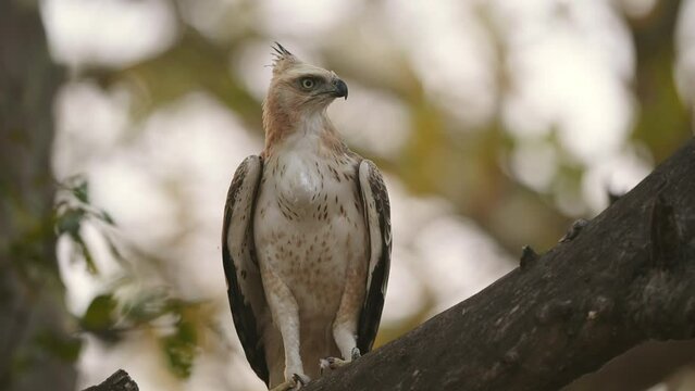 closeup shot of changeable or crested hawk eagle or nisaetus cirrhatus front profile feather details perched on tree calling continuously jim corbett national park forest reserve uttarakhand india