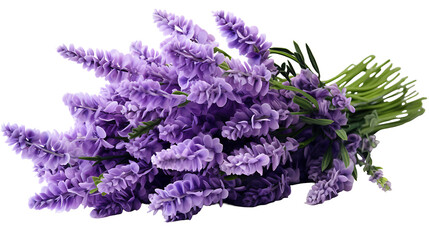 Bunch of lavender flowers on white background. lavender flowers on white background 