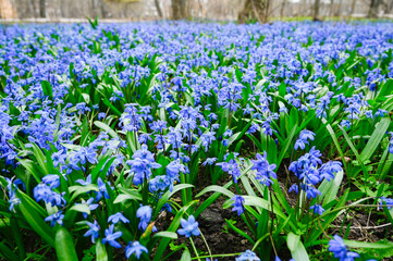Glade snowdrops Blue flowers siberian Scilla proleska in the city park. - obrazy, fototapety, plakaty