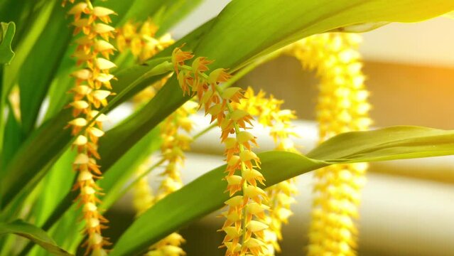 Dendrochilum latifolium in orchid family