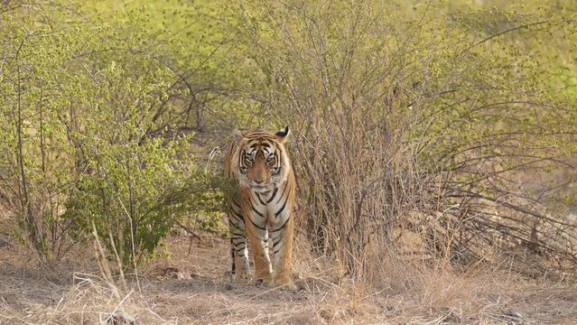 full shot of wild indian male bengal tiger or panthera tigris head on closeup with eye contact biggest and elusive shy aggresive tiger in prime age at ranthambore national park reserve rajasthan india