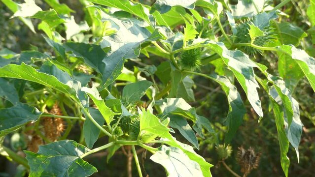 Datura stramonium, common names Jimson weed