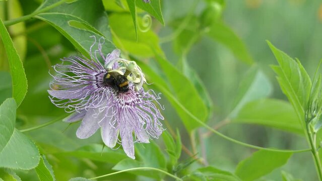 Passiflora incarnata, commonly known as maypop, purple passionflower, true passionflower, wild apricot, and wild passion vine, is fast-growing perennial vine with climbing or trailing stems.