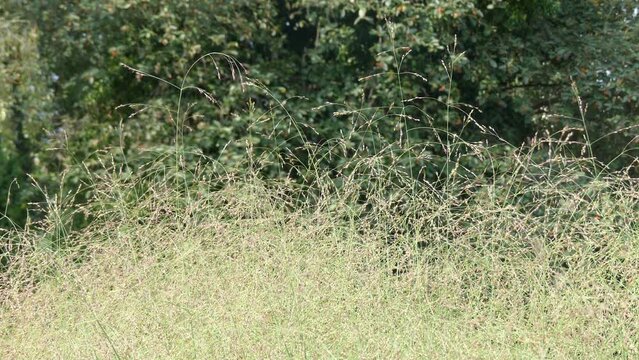 Panicum virgatum, commonly known as switchgrass, is perennial warm season bunchgrass native to North America.