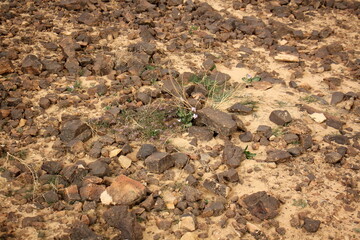 Stones in a city park on the shores of the Mediterranean Sea.