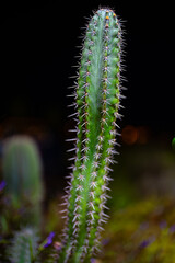 Portrait of a cactus in the garden at night.